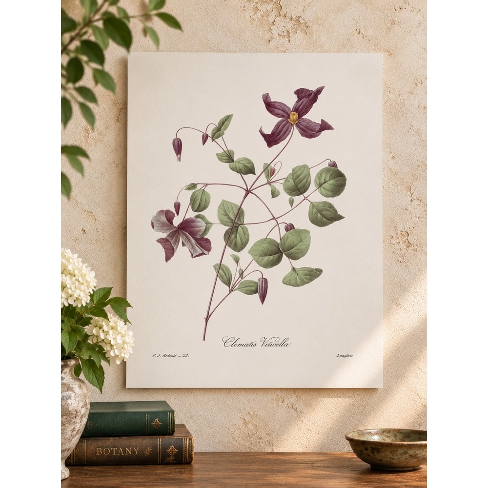 Redoute Clematis Viticella Purple Flower Botanical Wall Art Book Plate 11x14